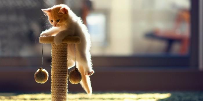 kissa lelu tinker kissa puu pieni kissa