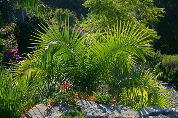 kentia palmu eksoottinen luonto