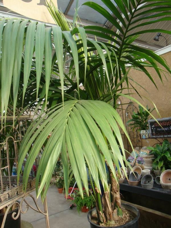 kentia palmu suuret lehdet pitkiä