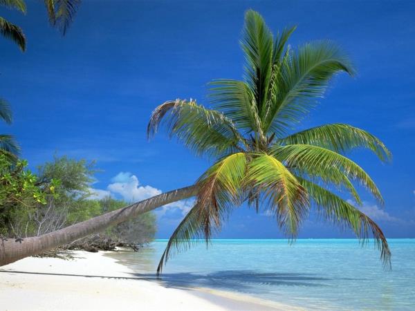 kentia palm ocean beach taivas