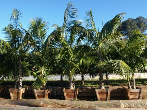 kentia palm sun puinen astia