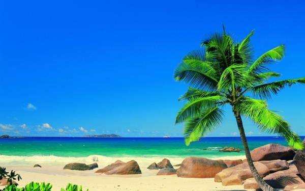 kentia palm beach hiekkakivet