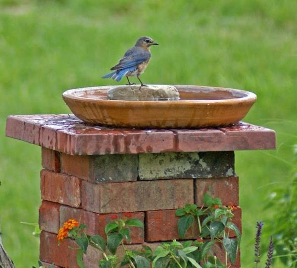 keraaminen kivi lintu kylpy puutarhassa