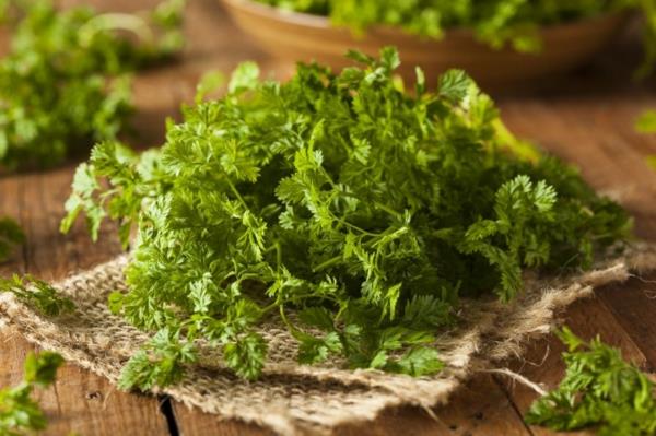 chervil luonnollinen veren ohenne