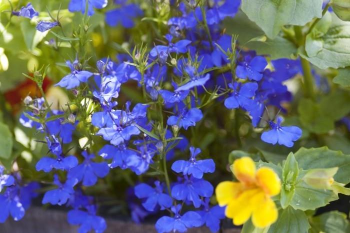 sinisiä kukkia ja keltaisia