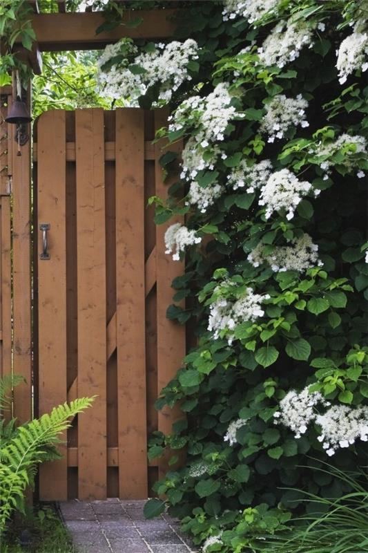 pienet valkoiset kukat kiipeilevä hortensia koristaa puutarhaa