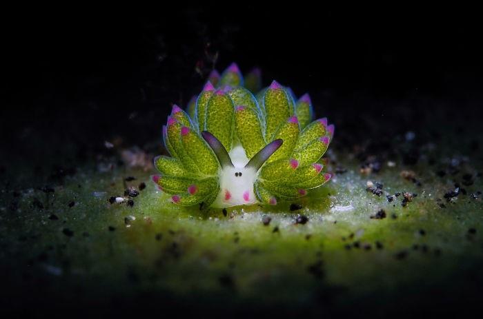 pieni olento - upeita vedenalaisia ​​kuvia