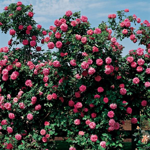 Säilytä kiipeilyruusujen ruusupensas