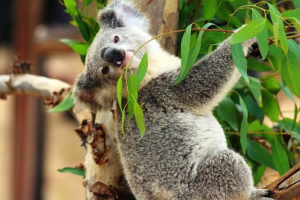 koala karhun puun parantavia ominaisuuksia
