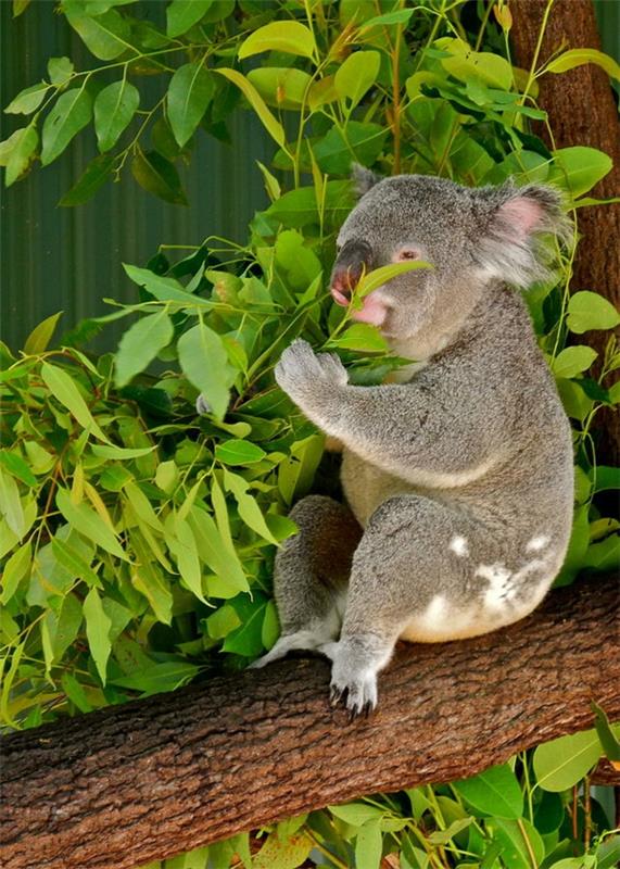 koala karhu puu koala ravitsemus