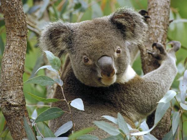 koalakarhu eukalyptuspuu koala ravitsemus terveellinen ruoka