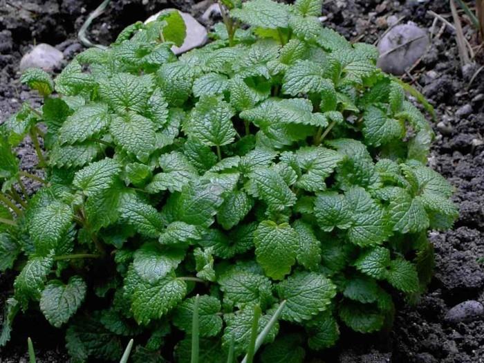 Taistele päänsärkyä vastaan ​​Melissa officinalis