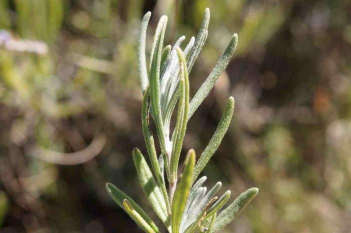 lievittää päänsärkyä ilman lääkitystä Lavandula angustifolia