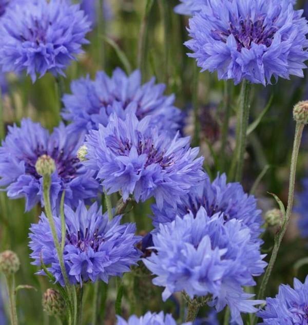 Ruiskaunokki Centaurea cyanus mehiläis laidun
