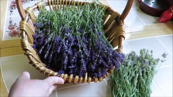 yrtit kuivattu rosmariini kuivaus laventeli