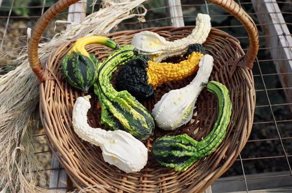 Pumpkins Koristeelliset Pumpkins Autumn Wings