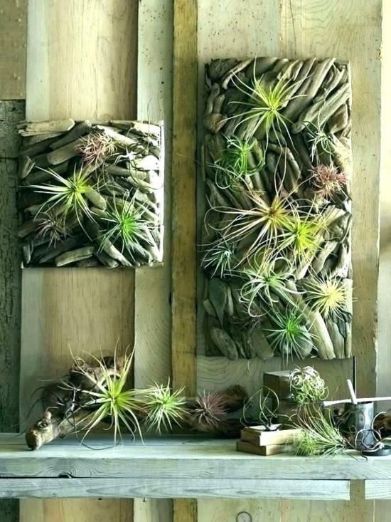 luova seinäkoriste tillandsia -ilmakasveilla