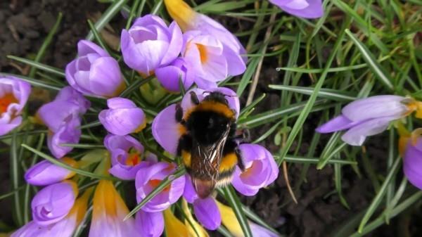 krookukset mehiläisten laitumena keväällä