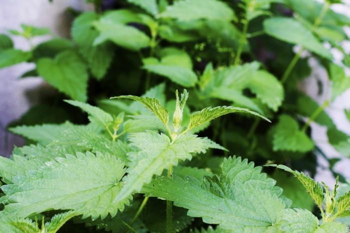 detoxify body Käytä nokkosia detox -hoitoon