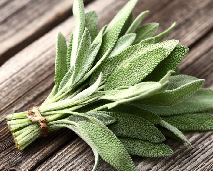 Yrtit hengitysteiden sitruunan salvia