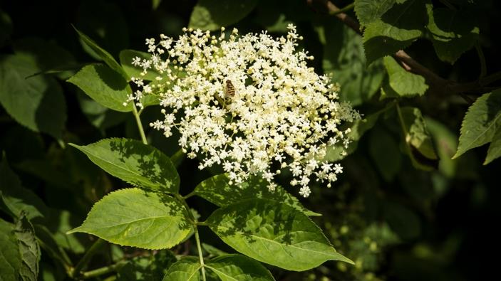 Yrtit hengitysteille sitruuna ja hunaja seljanmarja