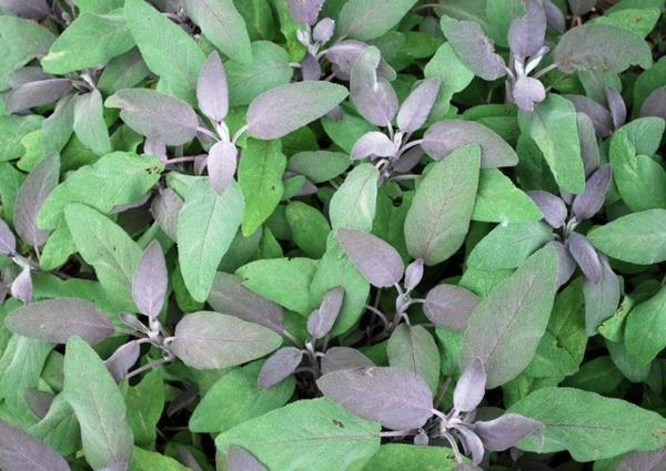 yrtit ja mausteet salvia tuoreita ja tuoksuvia
