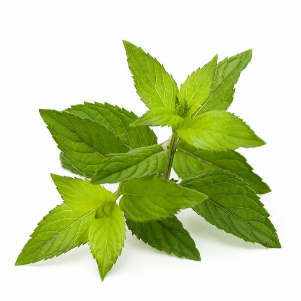 kakku ilman stevia kasvi vihreä tuore