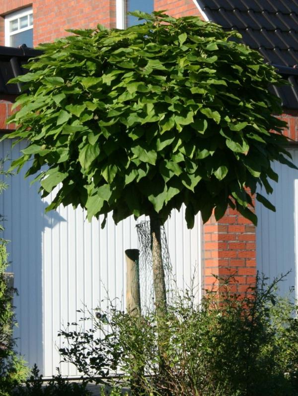 sairaudet puu kruunu pallomainen vaahtera pyöreä lehdet maisema
