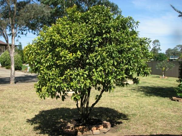 kumquat -puun puutarhan suunnittelu