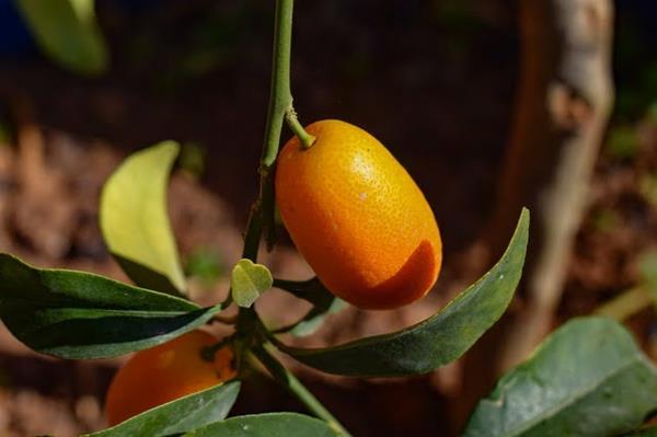 kumquat -hedelmiä puussa