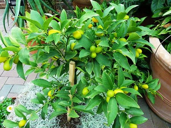 kumquat -kasvien vinkit
