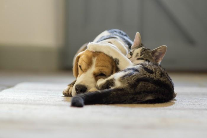 halata tyyny poikaystävä halata koira kissa halata