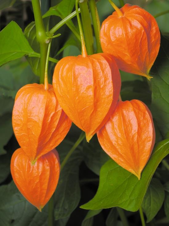 lyhty kukka physalis alkekendi