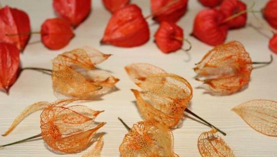 Physalis lyhty kukkia