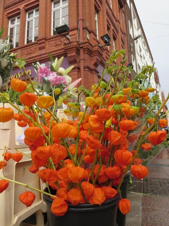 lampionblume physalis syksyn kukat syksyn koristelu