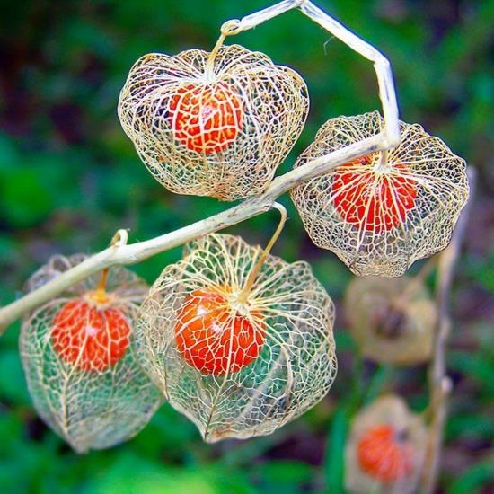 lyhty kukka physalis kasvi syksy