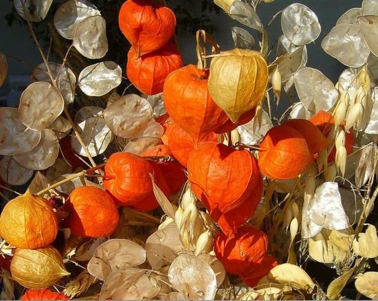 physalis lampion kukka ja hopealehti syksy koristelu