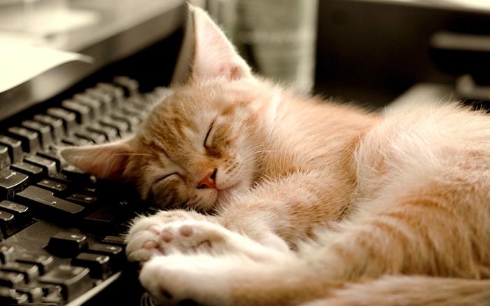 ikävystyminen mitä tehdä kissat nukkua rentoutua