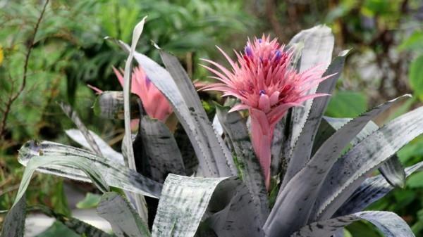 Lance -ruusukkeen aechmea -kasvin asianmukainen hoito