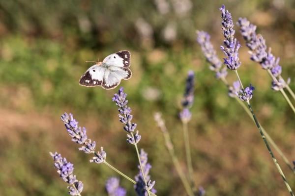 laventeli perhosperhosissa mehiläisystävällinen