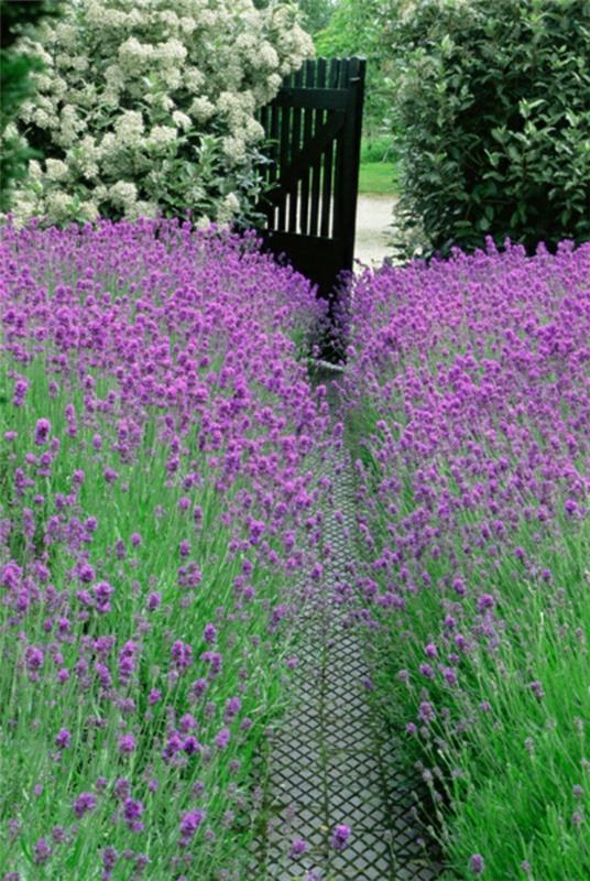 laventelivaikutteinen puutarhakasvi