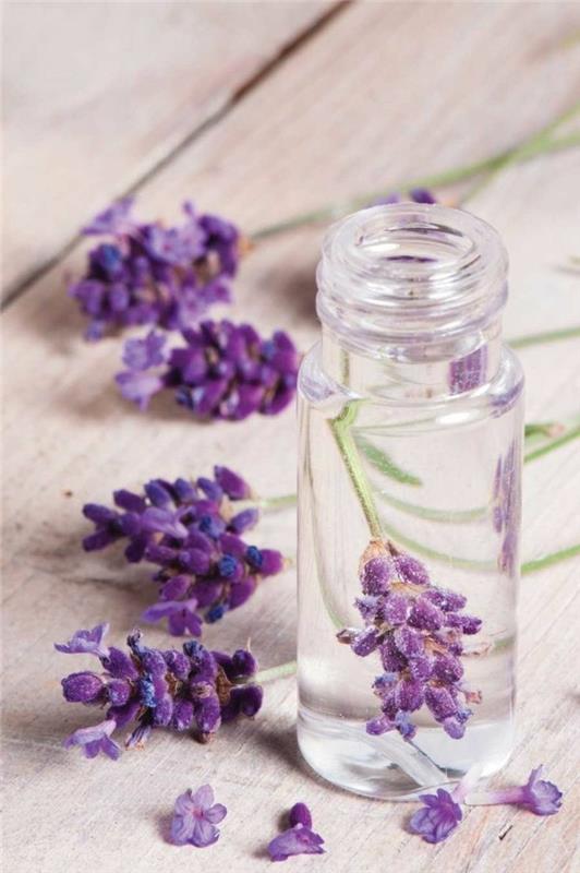 Tee laventelin kukkia itse lasillisessa laventeliöljyä