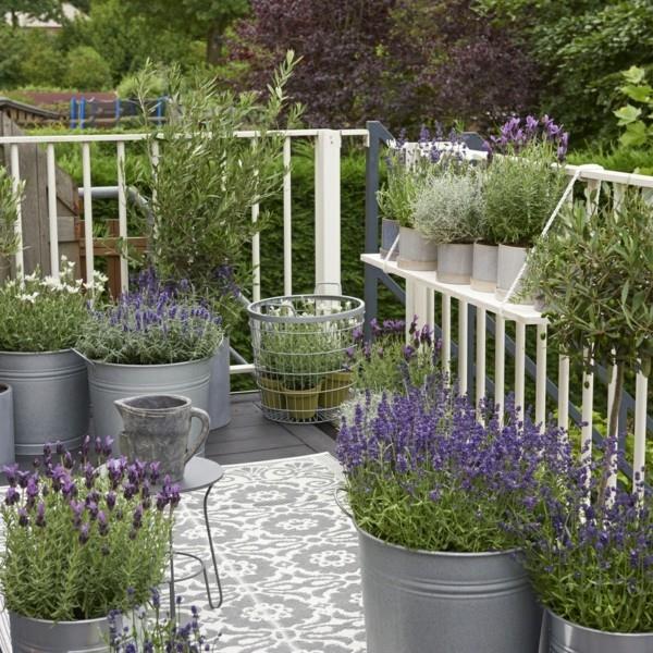 Laventeli lavandula angustifolia kestävät parvekekasvit