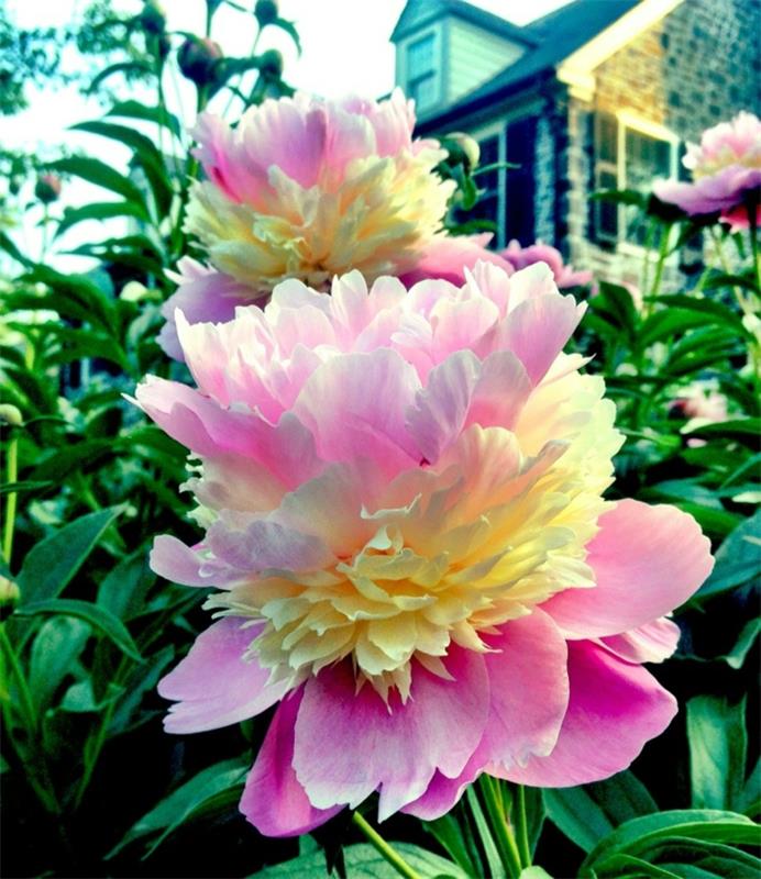 elävät terveet kukkahoidon värit vaikuttavat puutarhakasveihin elävä terve kukkahoito värit vaikutus