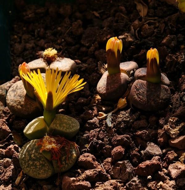 elävät kivet lithops mehikasveja