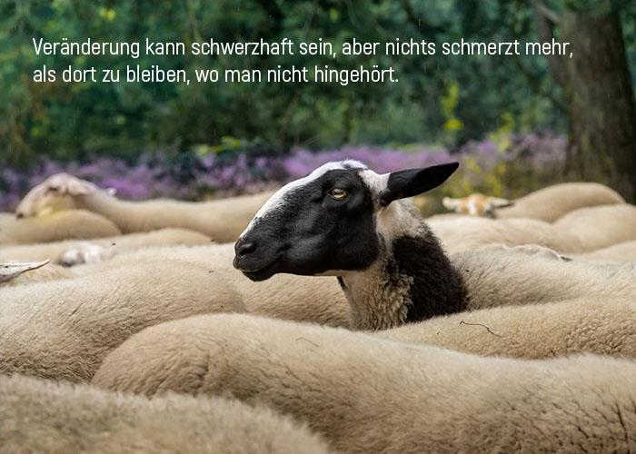 elämän viisaus muuttaa tuskallisia lampaita