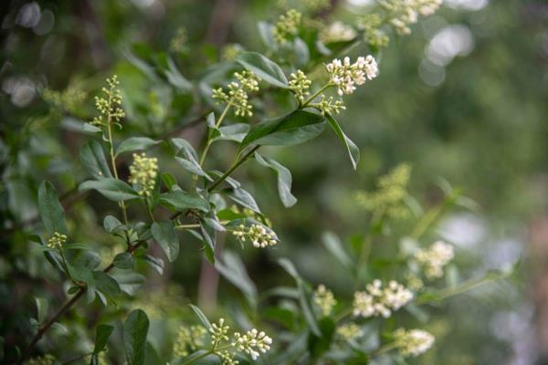 Privet pensas kasvaa nopeasti