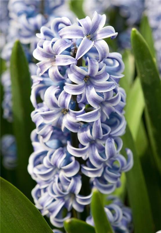 Hyacinthus orientalis -koristeideoita kevään kukkien kuvilla