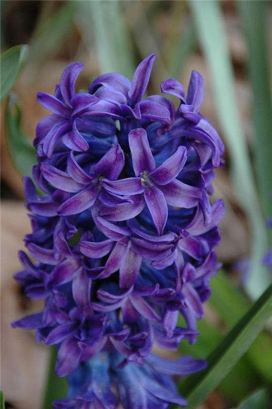 Hyacinthus orientalis -koristeideoita kevään kukkien kuvilla