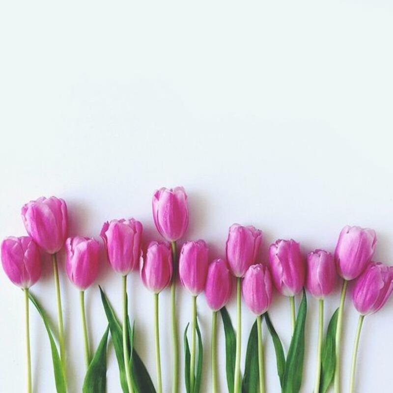 violetit tulppaanit Tulipa kauniita kevään kukkia kuvia